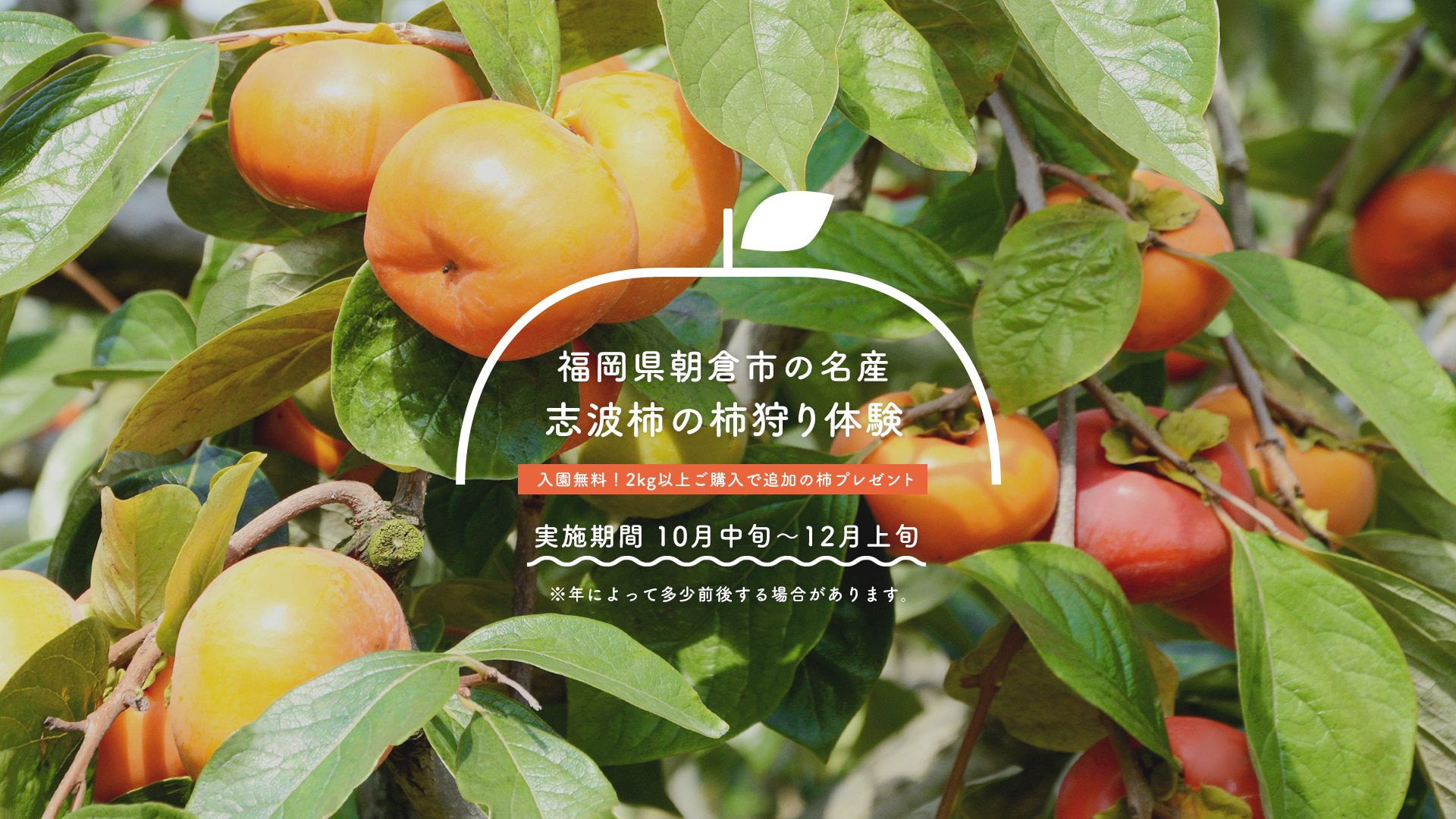 福岡県朝倉市の名産 志波柿の柿狩り体験 入園無料！2kg以上ご購入で追加の柿プレゼント 実施期間 10月中旬～12月上旬 ※年によって多少前後する場合があります。
