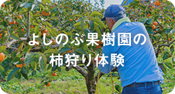 よしのぶ果樹園の柿狩り体験