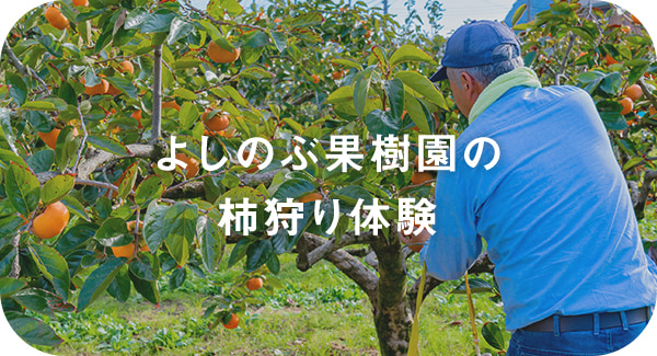 よしのぶ果樹園の柿狩り体験
