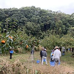 柿刈りの様子のイメージ