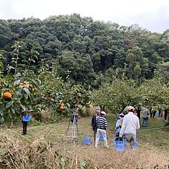 柿刈りの様子のイメージ