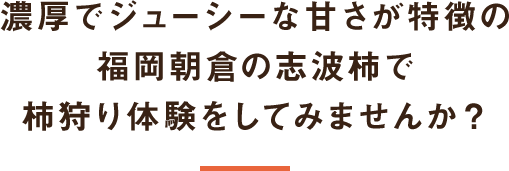 濃厚でジューシーな甘さが特徴の福岡朝倉の志波柿で柿狩り体験をしてみませんか？